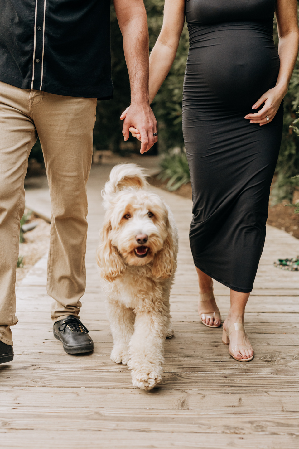 Maternity photos with dog